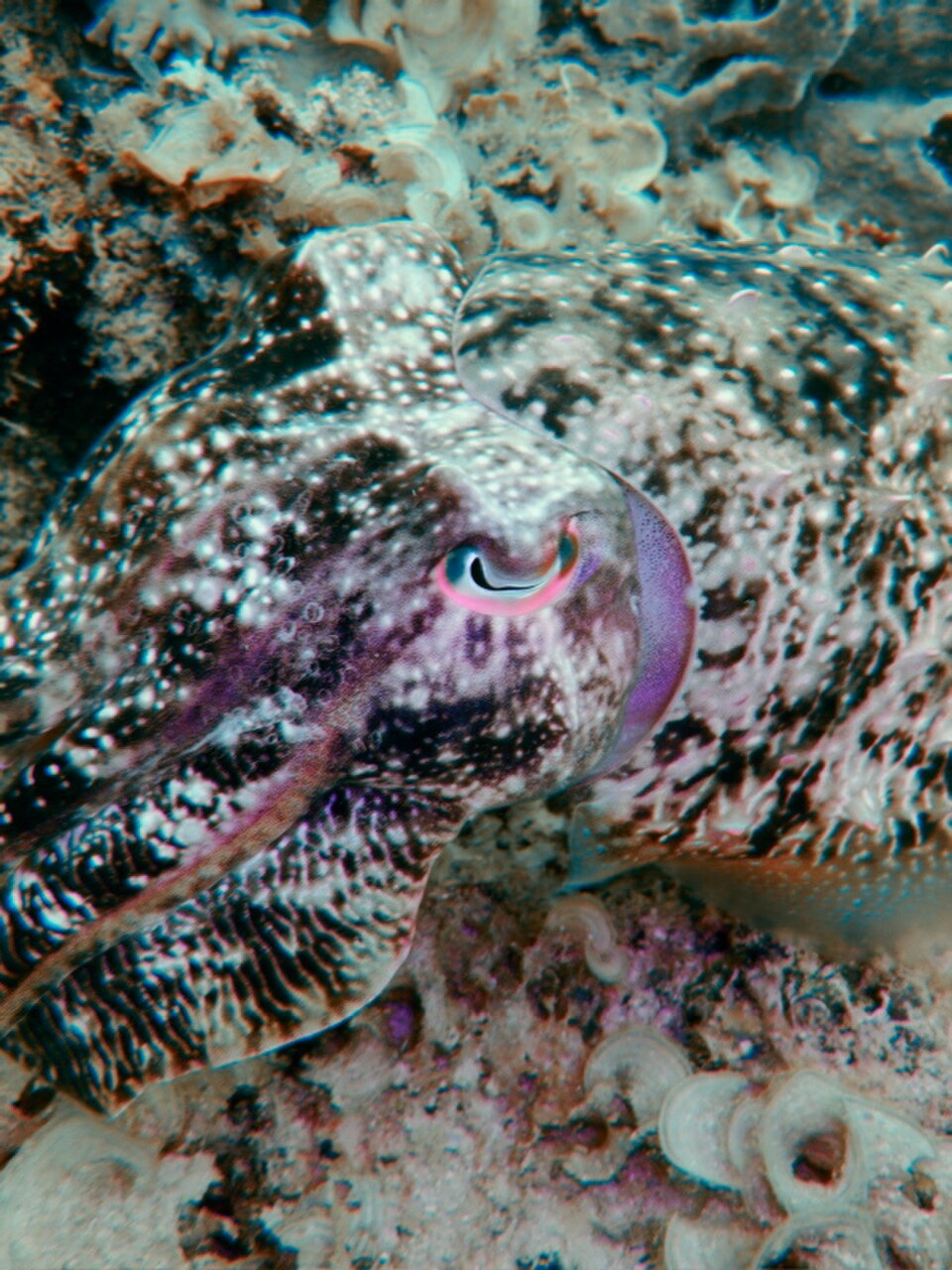 Broadclub Cuttlefish
