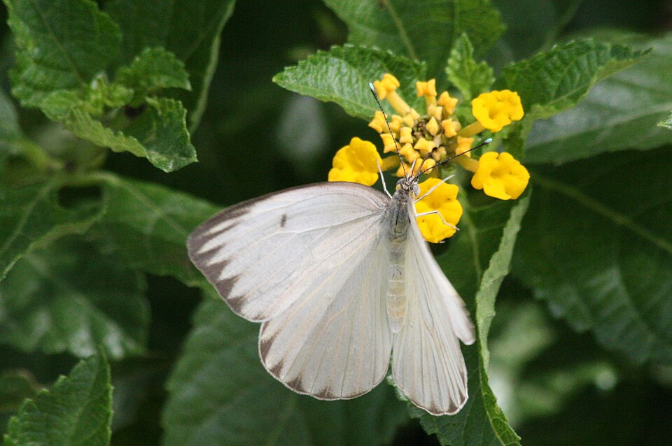 Great Southern white