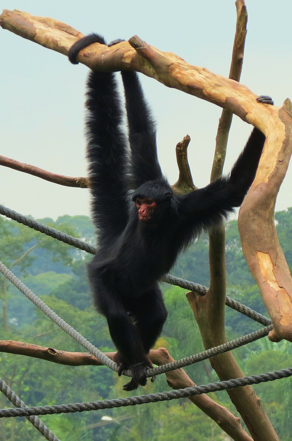 red-faced spider monkey