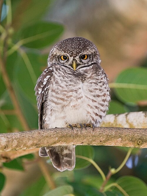Spotted Owlet