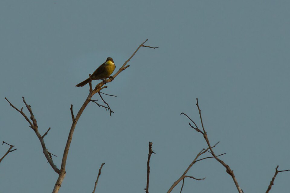 Yellow-throated Greenbul