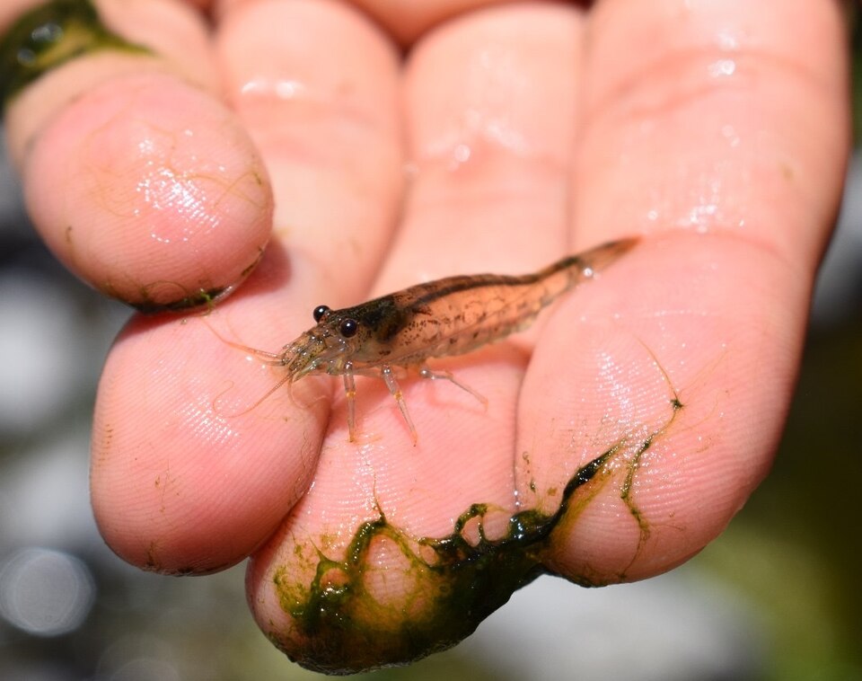 Koros Shrimp