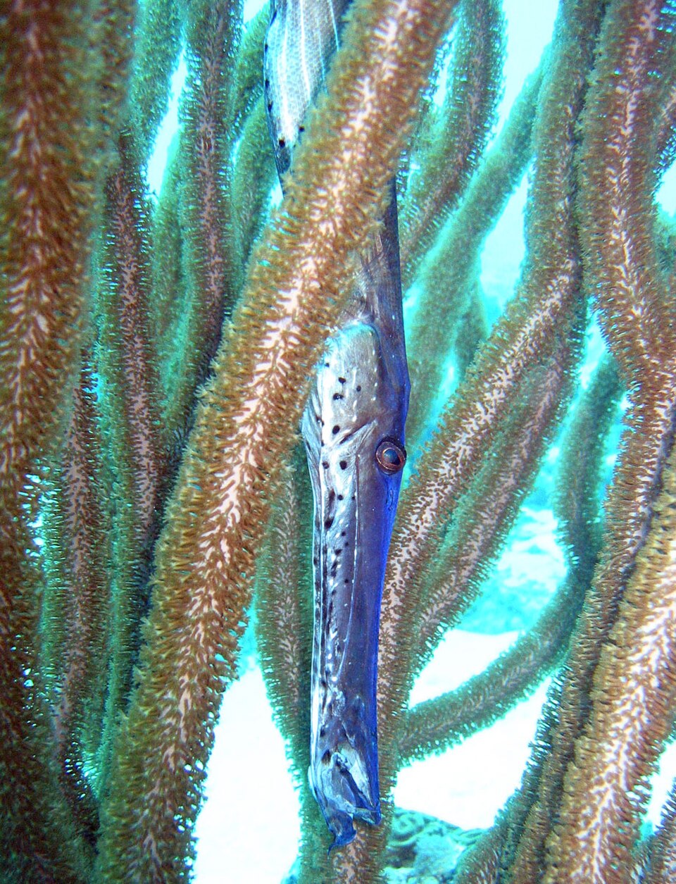Trumpetfish