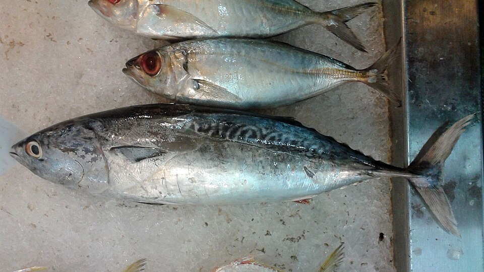 Frigate tuna
