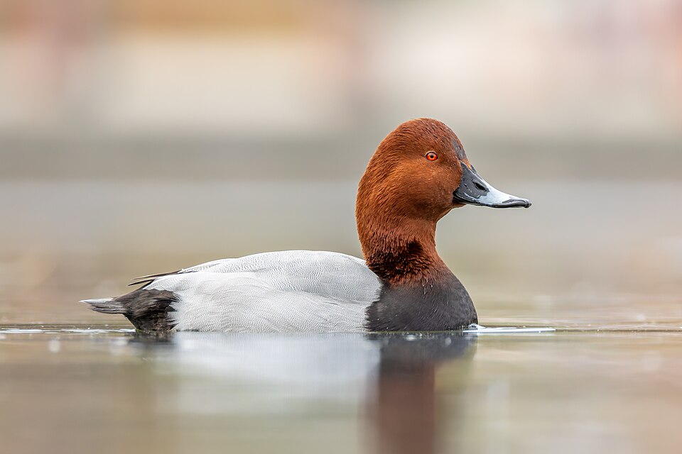 Common Pochard