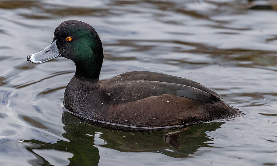 New Zealand Scaup