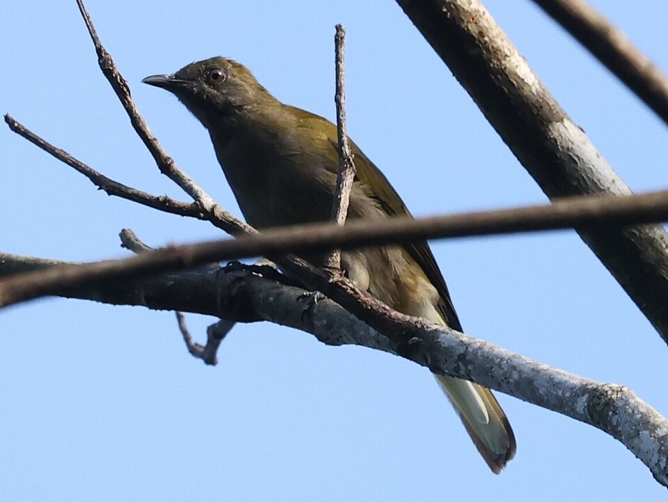 Honeyguide Greenbul