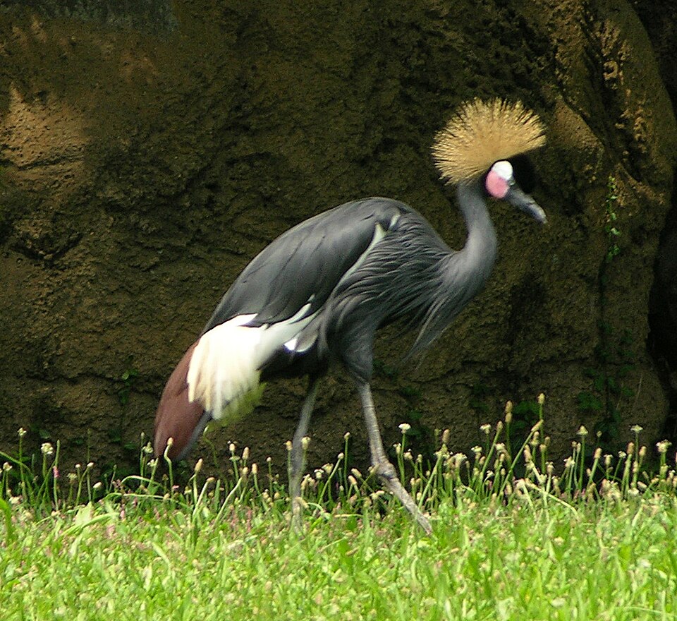 Black Crowned-Crane