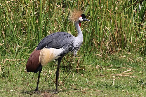 Gray Crowned-Crane