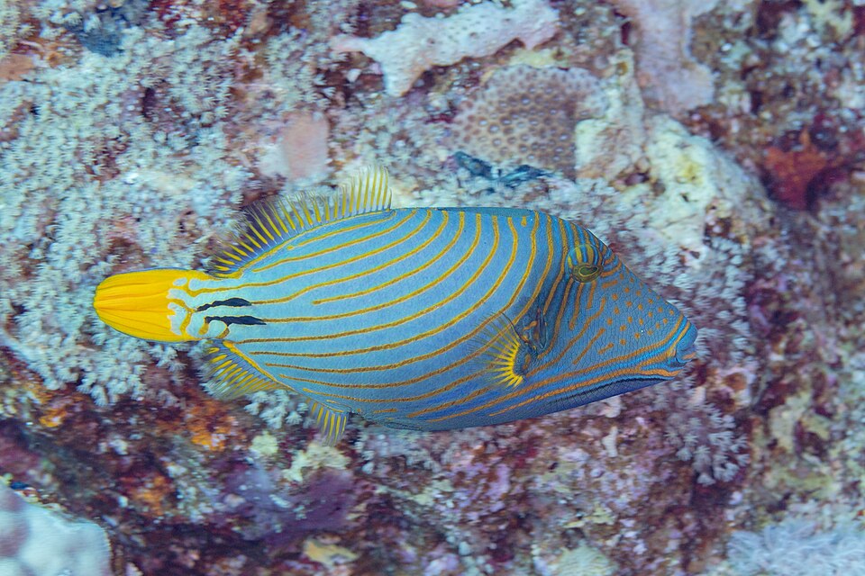 Striped Triggerfish, Orange-lined triggerfish
