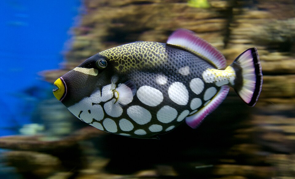 Clown triggerfish