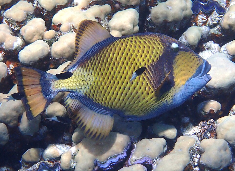 Titan triggerfish