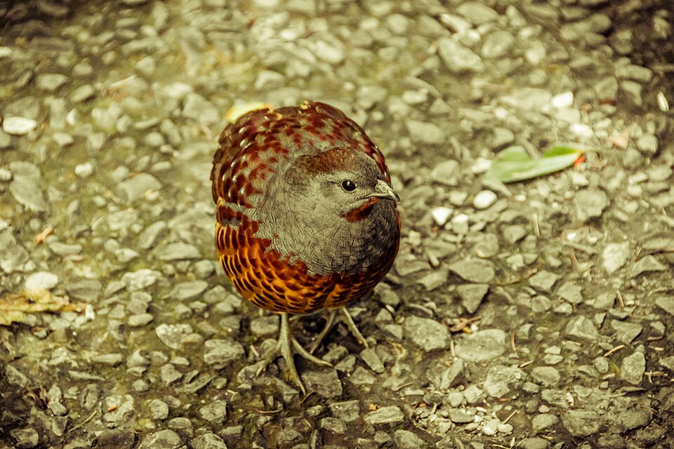 Taiwan Bamboo-Partridge