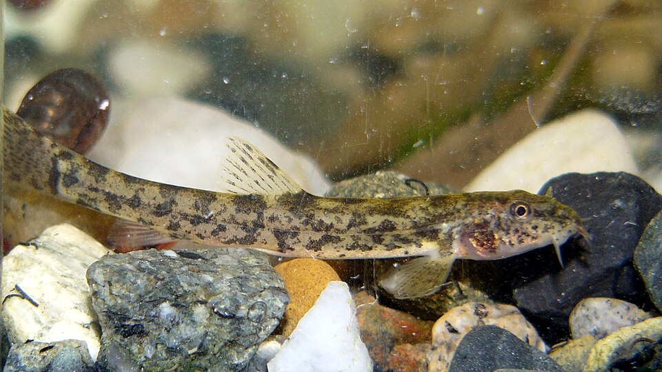 Stone Loach