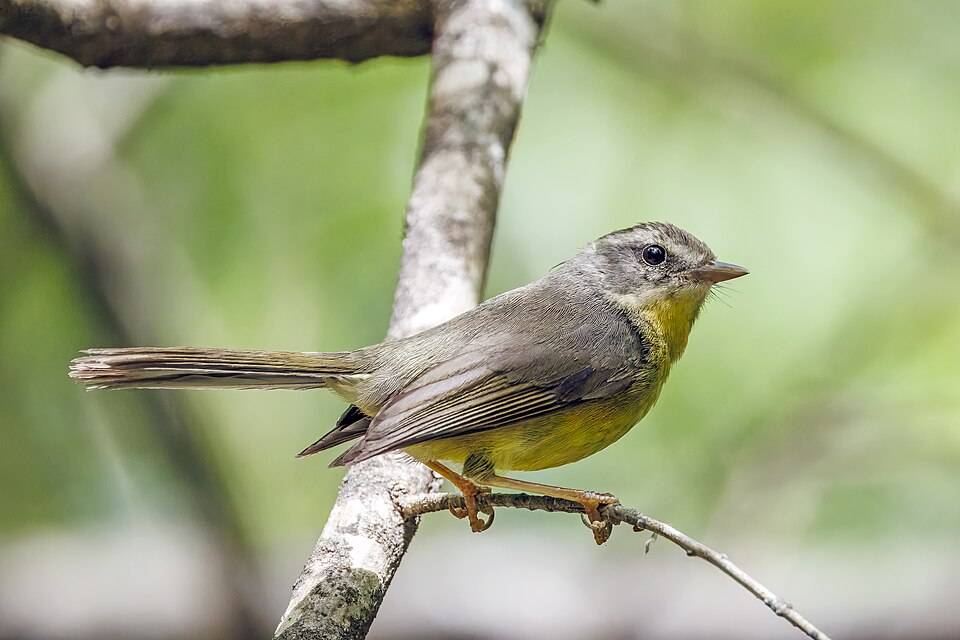 Golden-crowned Warbler