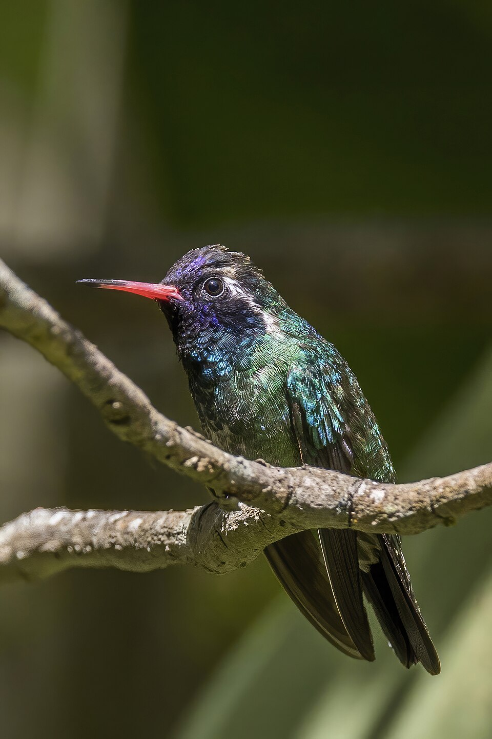 White-eared Hummingbird