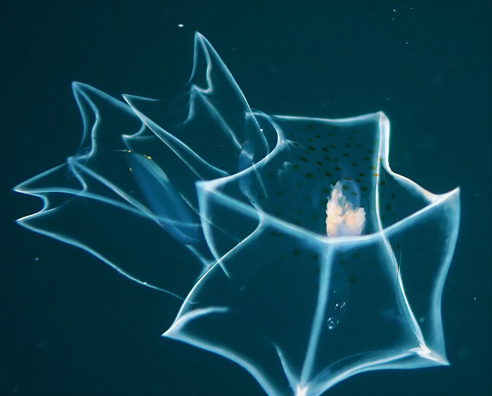 Bassia bassensis