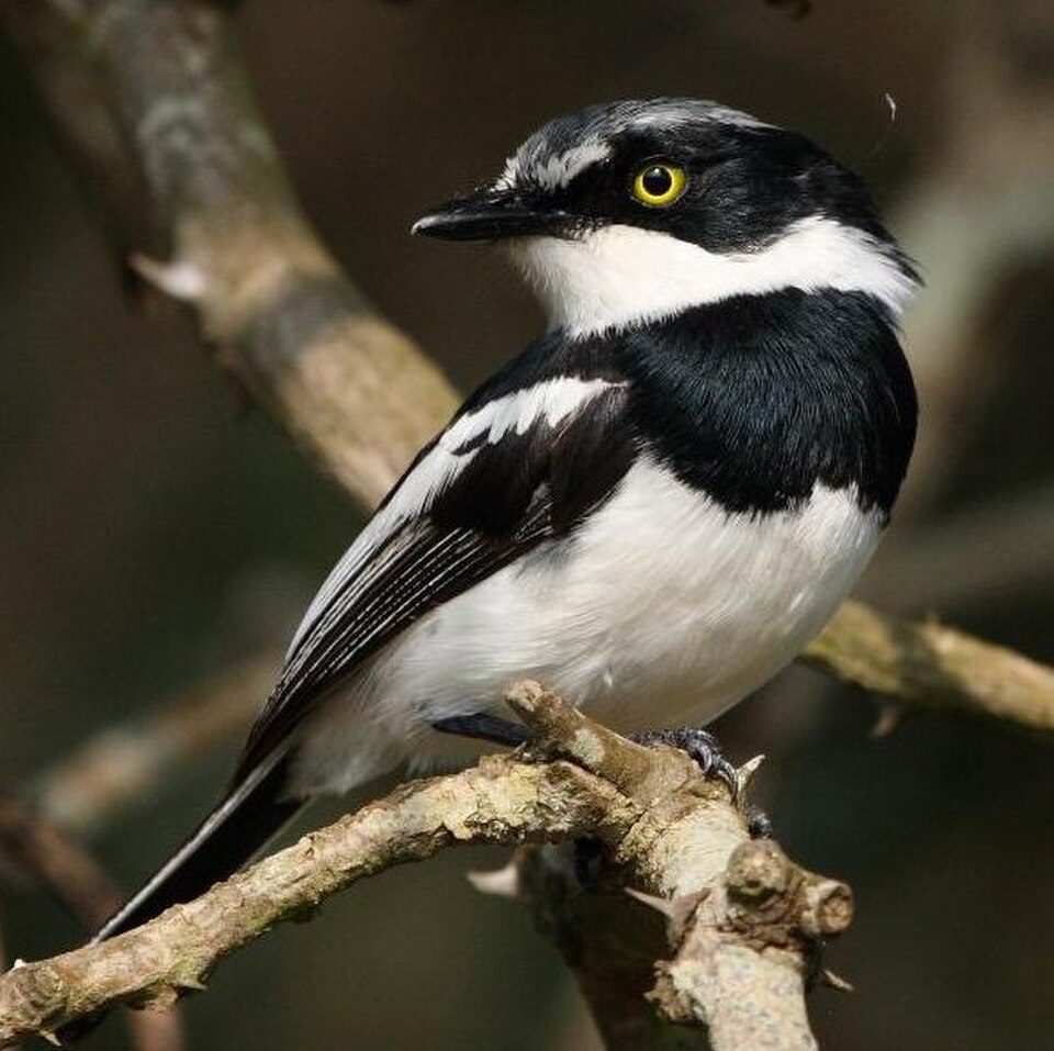 Chinspot Batis