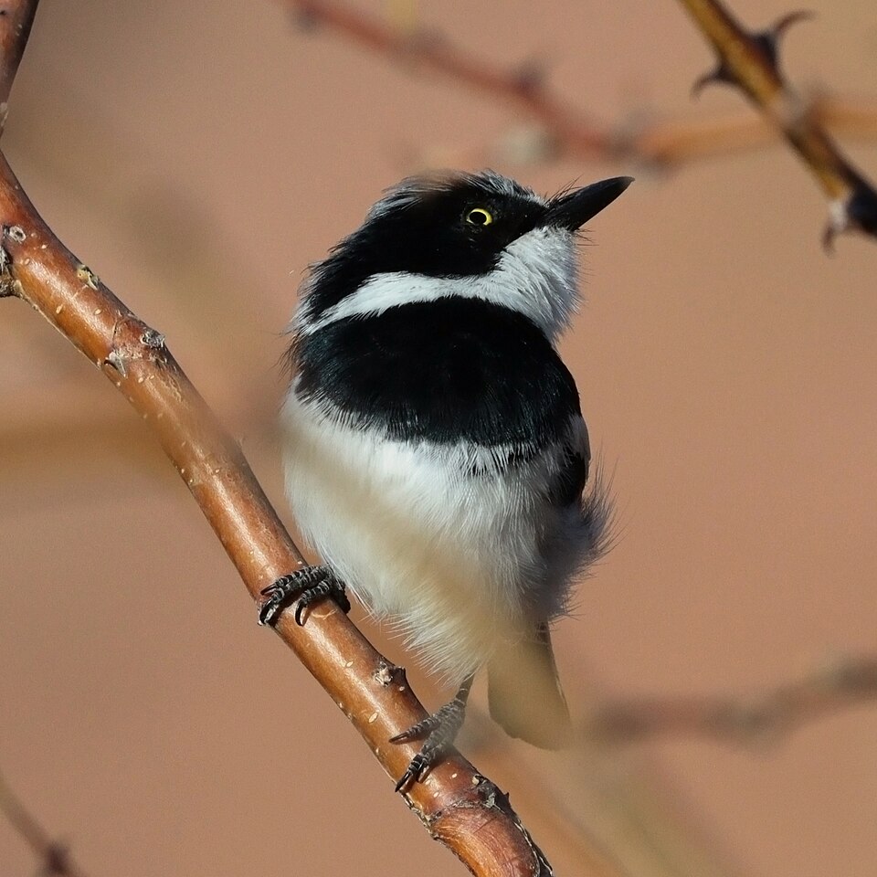 Pririt Batis
