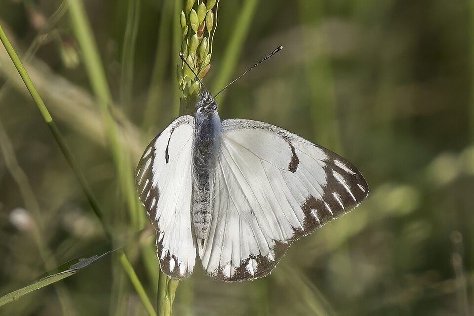 African Caper White