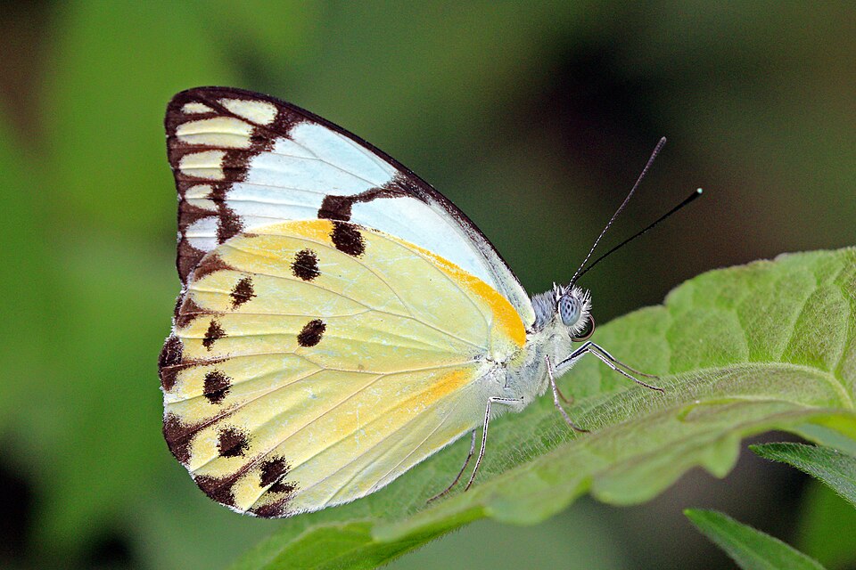 Calypso Caper White