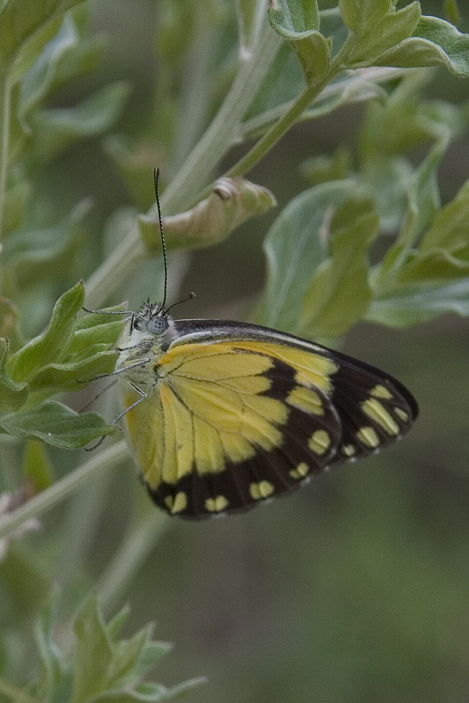 African Caper
