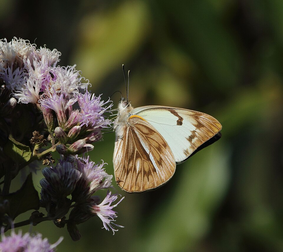 African Veined White