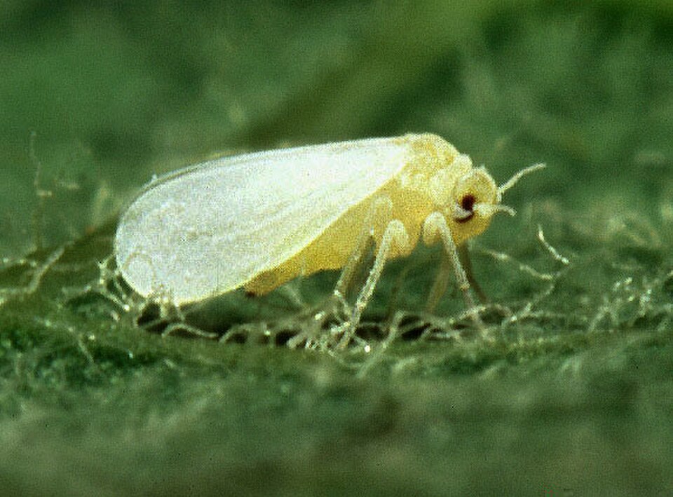 Cotton whitefly, Sweet potato whitefly, Tobacco Whitefly