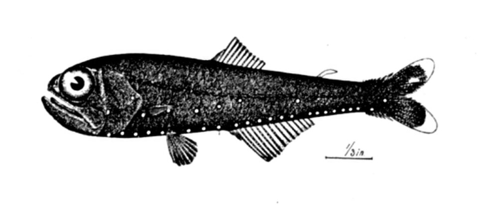 glacier lantern fish