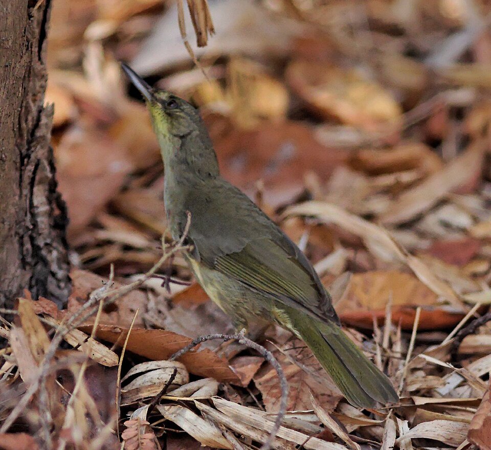 Long-billed Bernieria