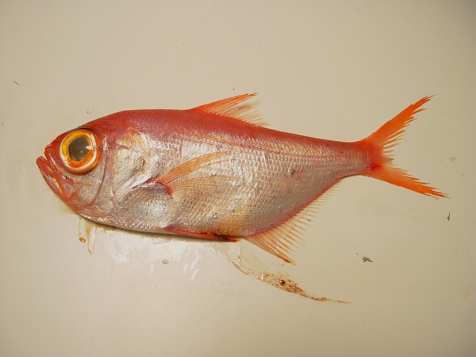 Splendid alfonsino, Lowe's Beryx