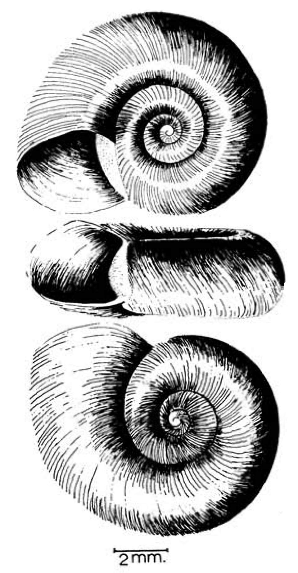 Pfeiffer's Ramshorn Snail
