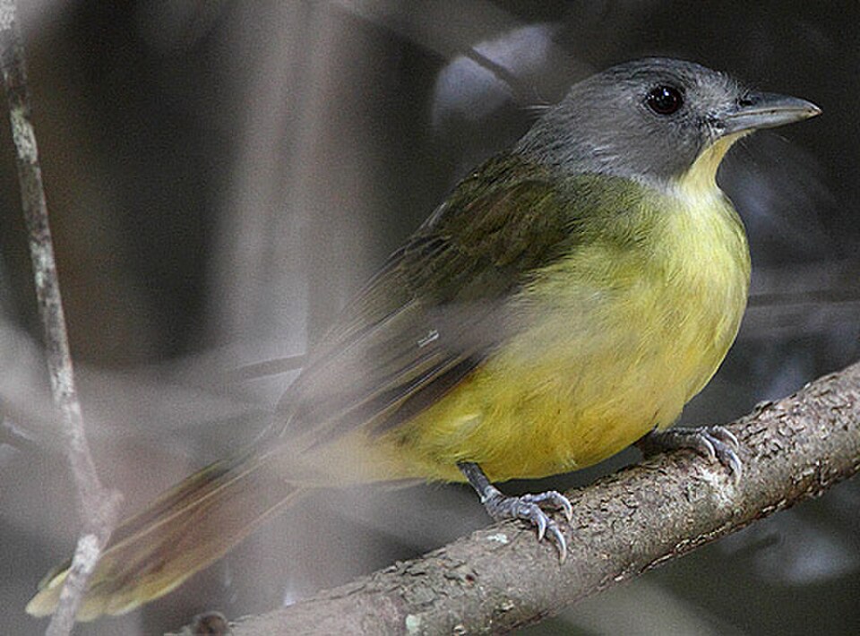 Gray-headed Bristlebill
