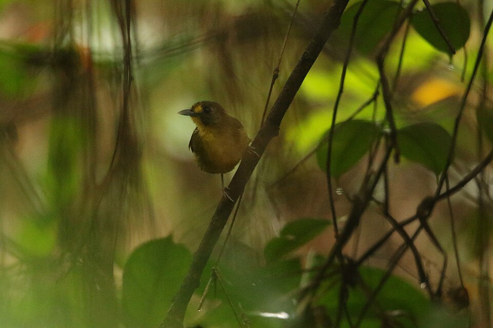Lesser Bristlebill