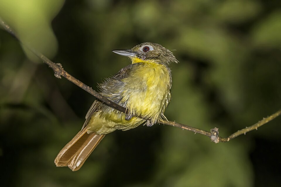 Red-tailed Bristlebill