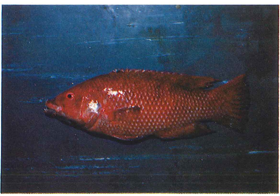 Island hogfish