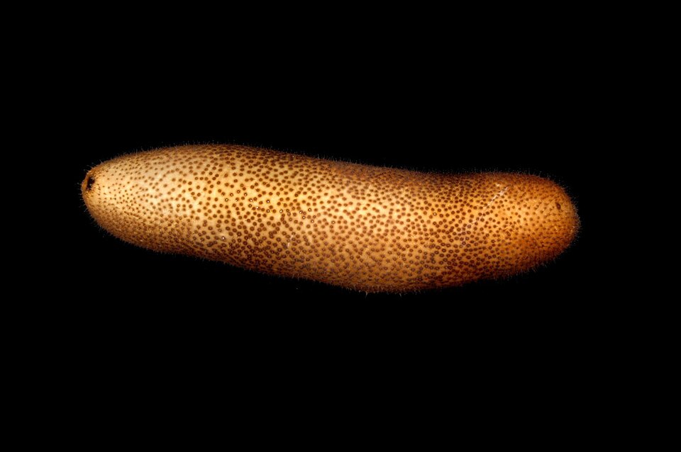 Brown Sandfish