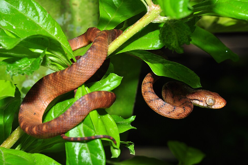 Brown Cat Snake