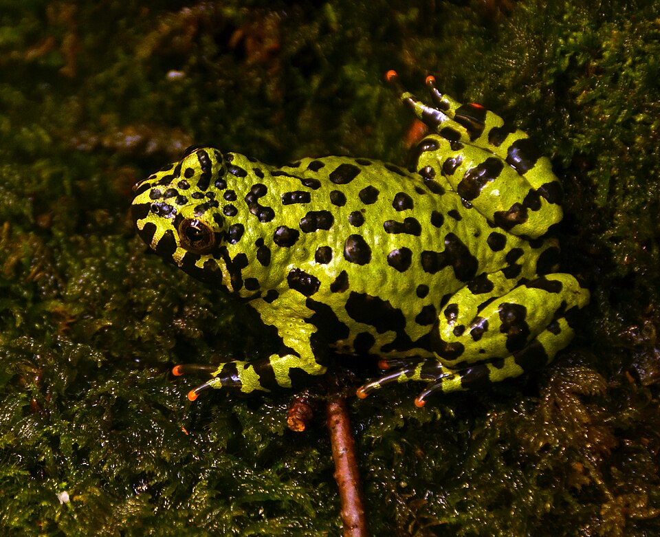 Oriental firebelly toad