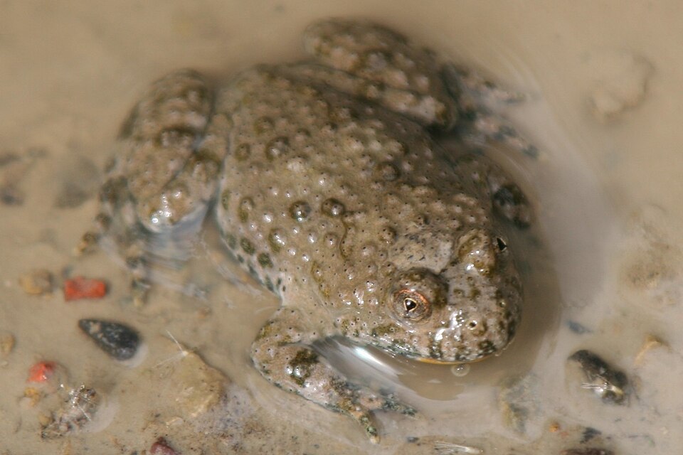 Yellowbelly toad
