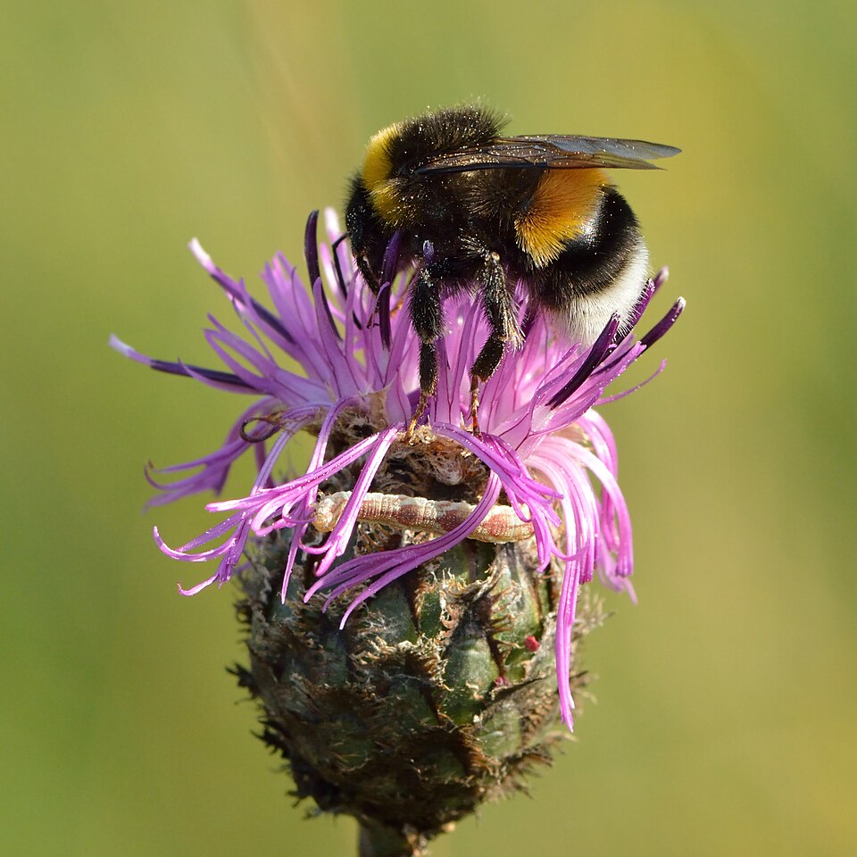 White-tailed Bumble Bee