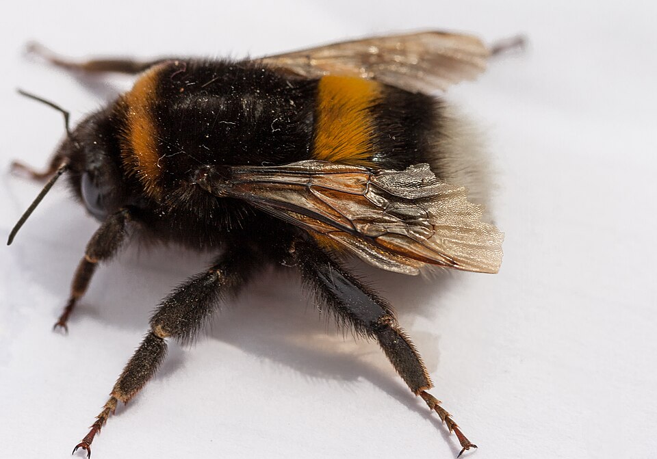 Buff-tailed Bumble Bee