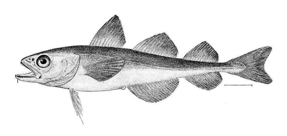 Arctic cod