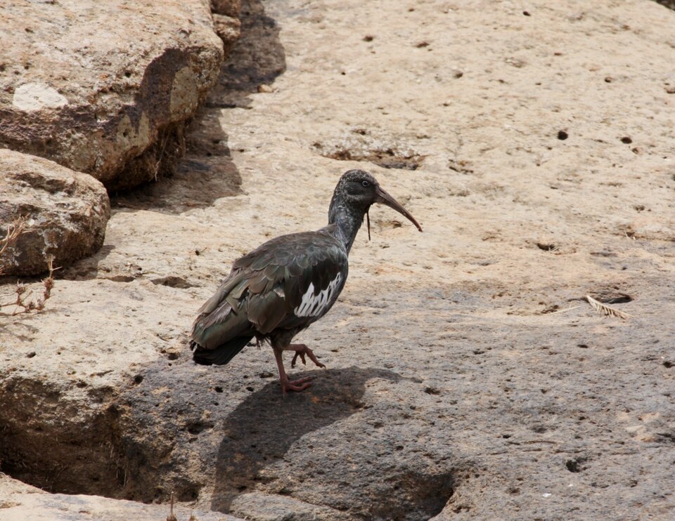 Wattled Ibis