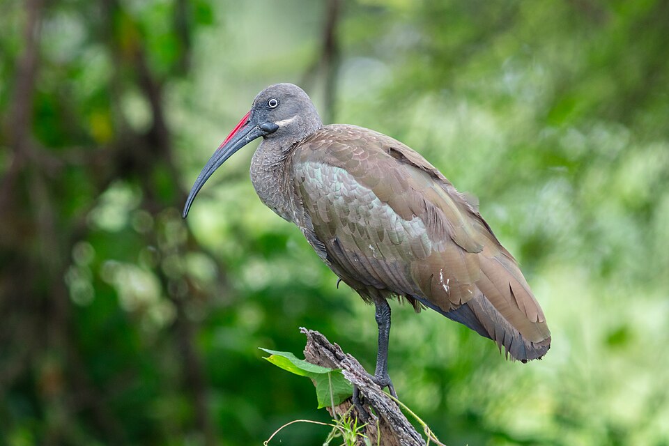 Hadada Ibis