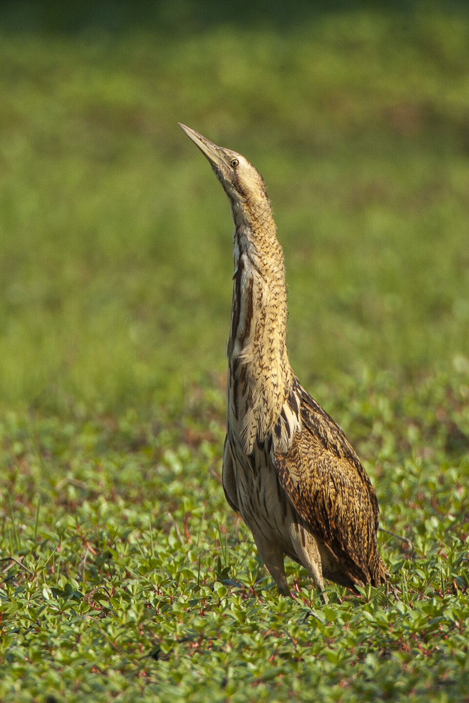 Great Bittern