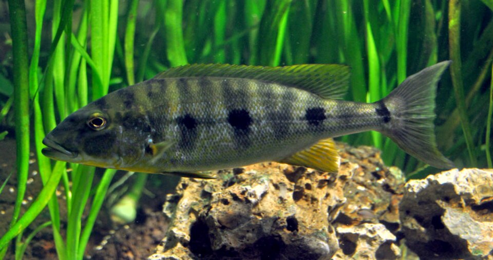 Giant Cichlid
