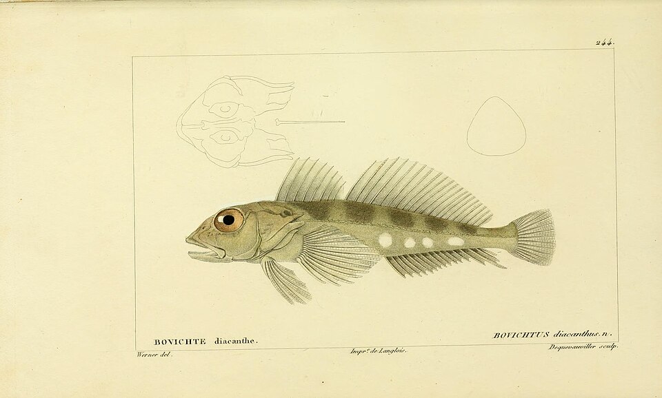 Tristan Klipfish