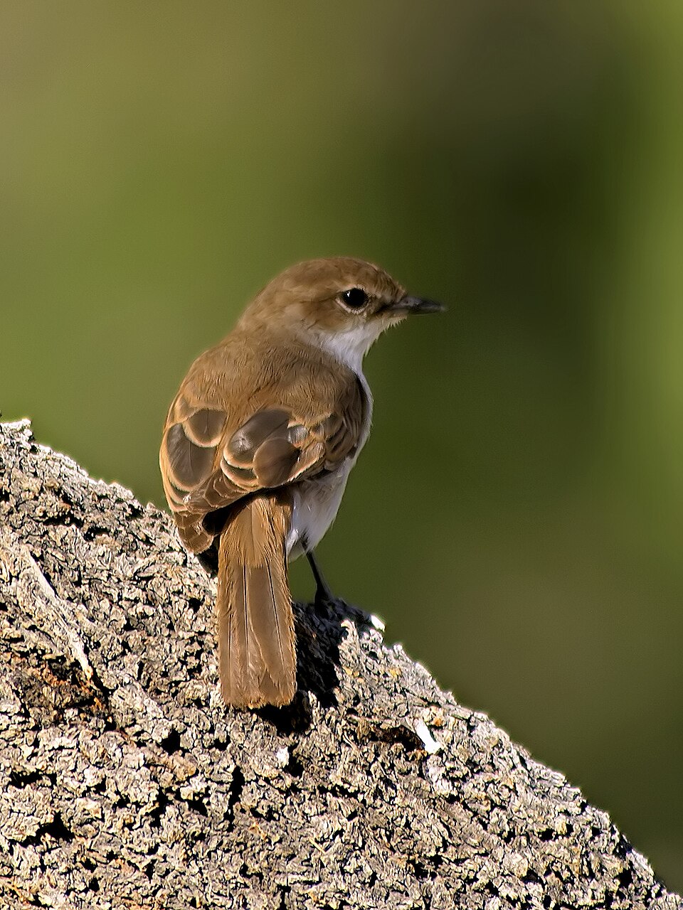 Mariqua Flycatcher