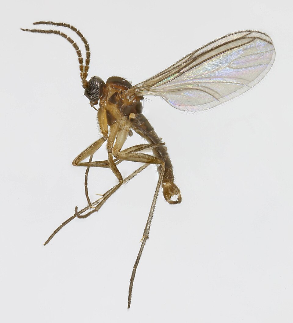 Dark-winged fungus gnat